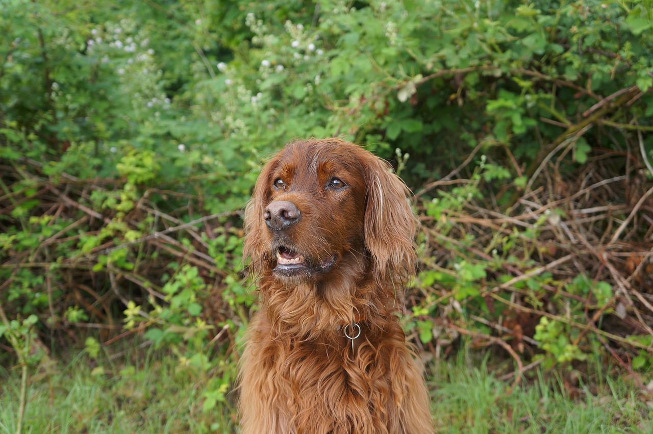 Exploring the Characteristics of the Gordon Setter